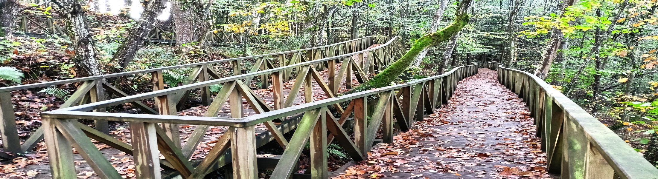Un bosque se secuoyas en Cantabria
